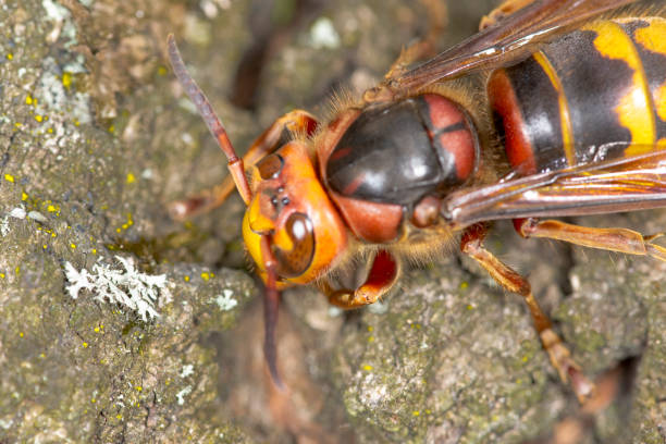 istock Hornet on bark of oak 840057378