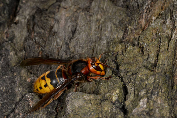 istock Insect hornet on the bark of an oak tree 840057388