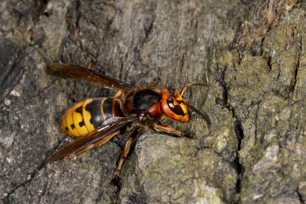 istock Insect hornet on the bark of an oak tree 840057390