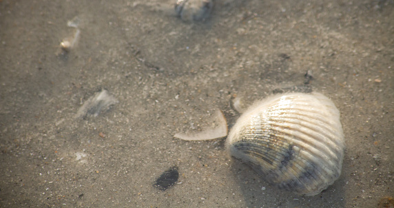 A lone seashell at Wrightsville Beach, NC, USA.