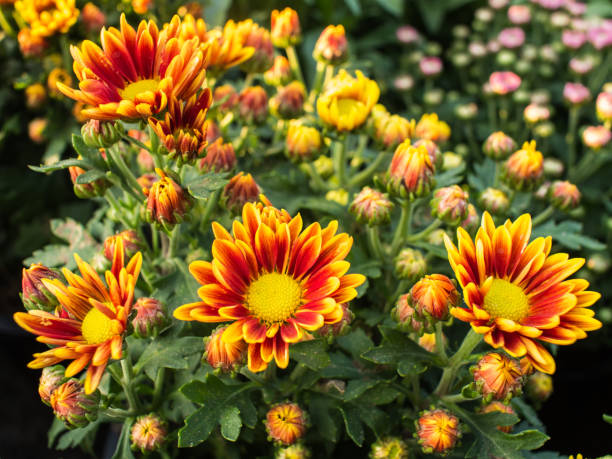 istock Yellow Red Chrysanthemum Flowers Blooming 840060382