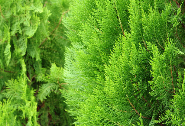 istock pine leaves of nature 840061512