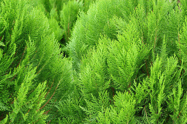 istock pine leaves of nature 840061526