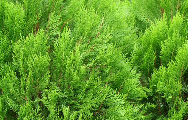 istock pine leaves of nature 840061556