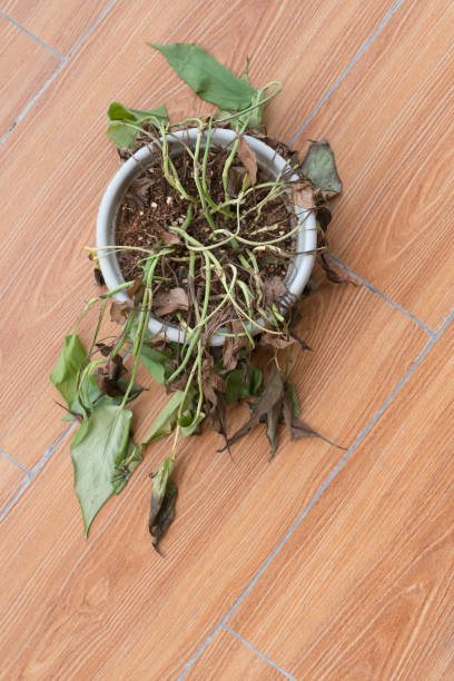 istock top view faded plant on floor 840064160