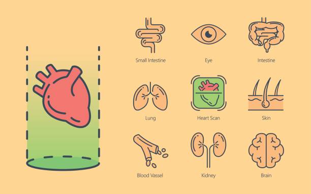 ilustrações, clipart, desenhos animados e ícones de selecione coração de humano órgão interno para saúde check-up. - human heart x ray image anatomy human internal organ