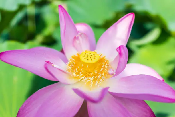 Macro closeup of bright pink lotus flower with yellow seedpod inside