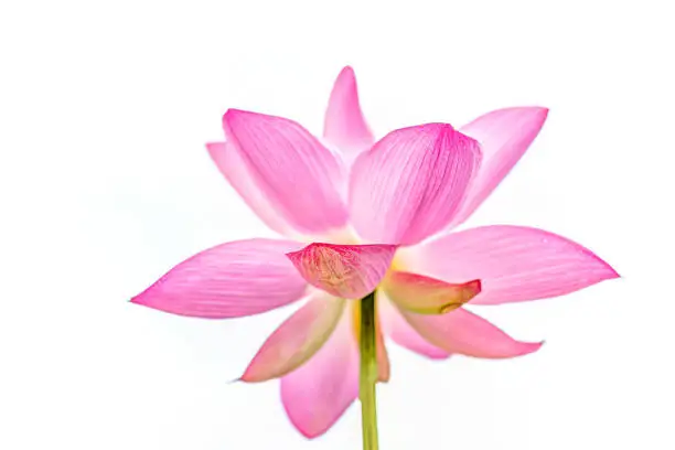 Macro closeup of isolated bright white and pink lotus flower against sky
