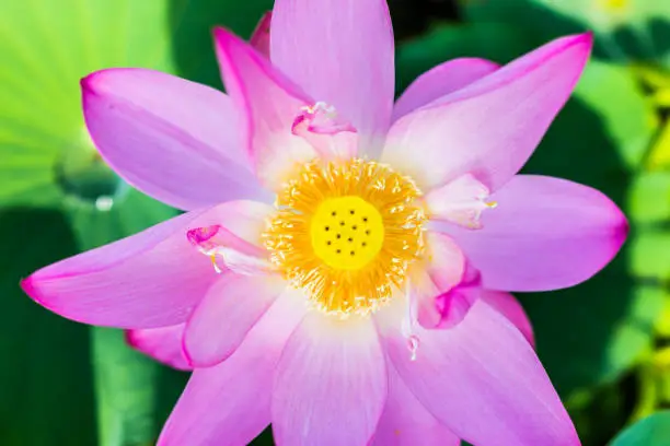 Macro flat top view down closeup of bright pink lotus flower with yellow seedpod inside