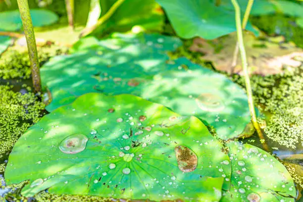 Macro closeup of large water drops on lily lotus pads in pond marsh during sunny summer
