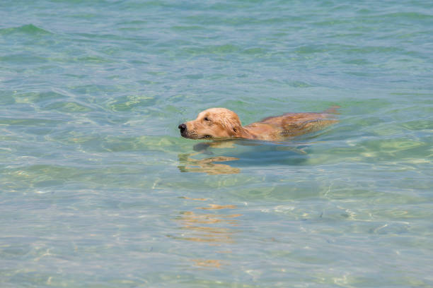 istock Dog swimming in the sea 840071156