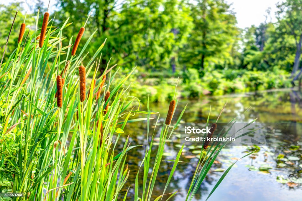 Pond and cattails in summer in Kenilworth Park and Aquatic Gardens during Lotus and Water Lily Festival Cattail Stock Photo