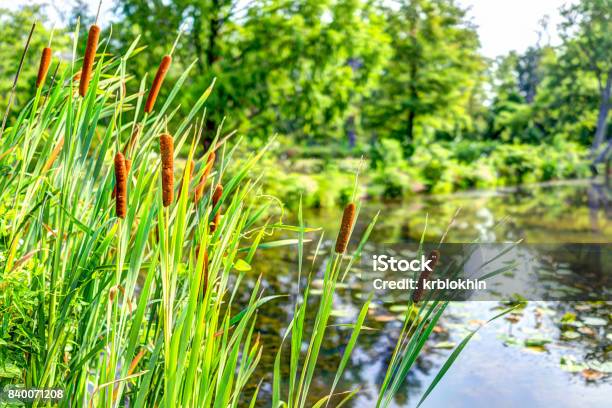 Pond And Cattails In Summer In Kenilworth Park And Aquatic Gardens During Lotus And Water Lily Festival Stock Photo - Download Image Now