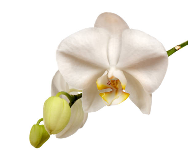 istock Beautiful white orchid flowers with buttons 840073386