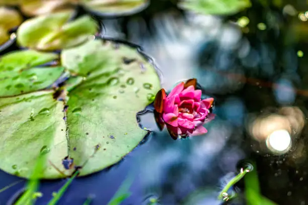 Blooming pink red open lily flower with pads in pond drowning
