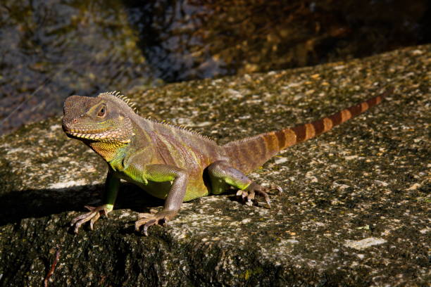 istock A green iguana standing/This arboreal lizard is also known as common iguana. 840074580