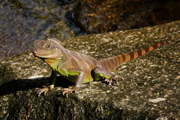 istock A green iguana standing/This arboreal lizard is also known as common iguana. 840074622