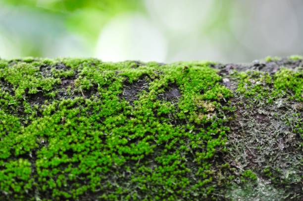 istock Green moss on the tree, defocused bokeh background 840074678