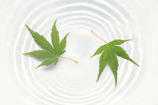 istock Japanese green maple on white water ripple 840074682