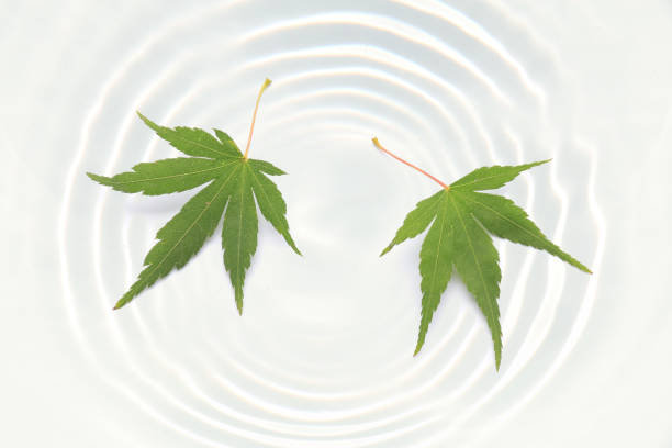 istock Japanese green maple on white water ripple 840074684