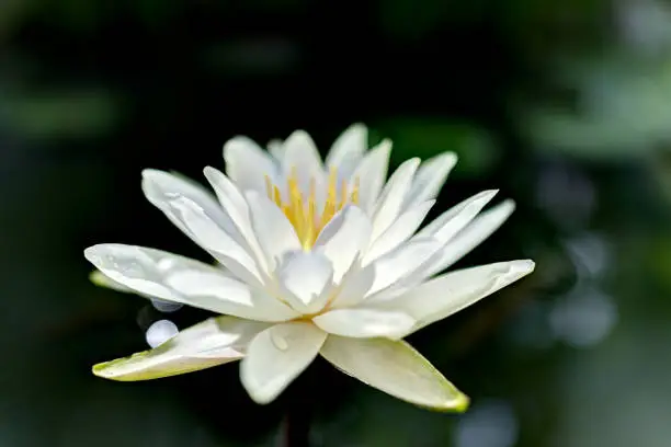 Closeup of white open lily flower in pond with reflection against dark black background