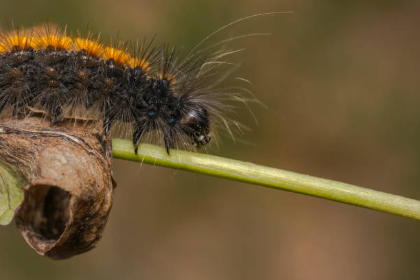 istock Black and orange stripped caterpillar on a plant branch 840074918