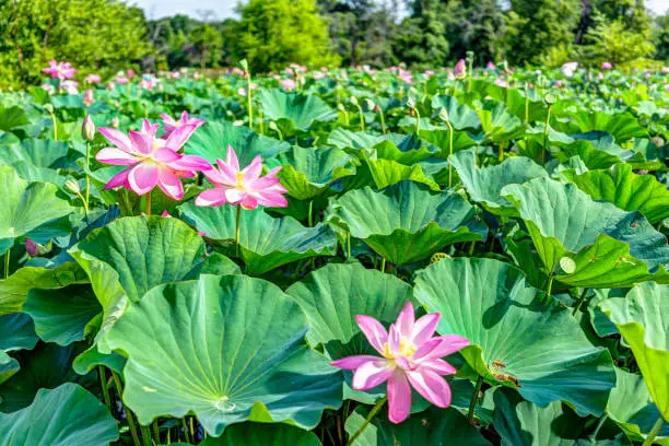 Many blooming pink bright lotus flowers in pond