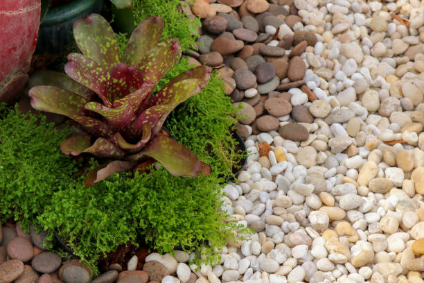 istock Colorful of  various Bromeliad garden with stone  background  with copyspace for text. 840077412