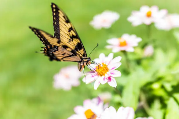 One eastern tiger swallowtail yellow butterfly on purple pink zinnia flowers in summer garden macro closeup