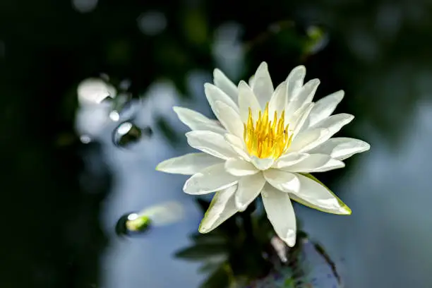 Closeup of white open lily flower in pond with reflection against dark black background