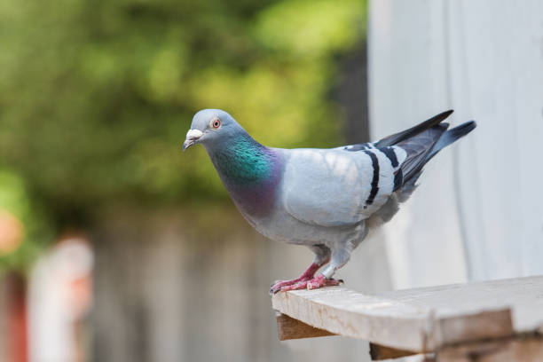 istock homing pigeon bird perching on home loft 840078608