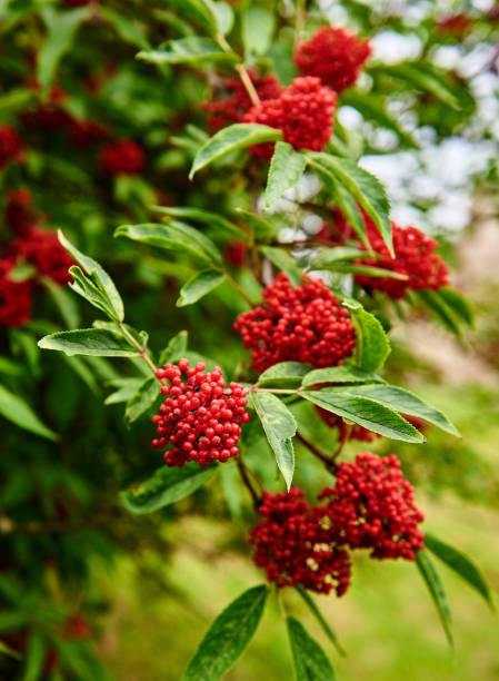 istock Red viburnum. Viburnum on a tree. Russian red viburnum. 840081206