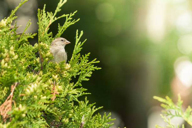 istock Little bird on green thuja. 840081804