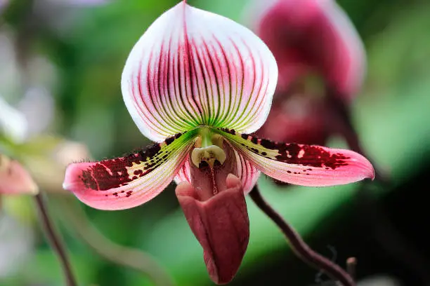 Pink Paphiopedilum orchid flowers or Lady slipper Orchid at the Botanic Gardens Singapore