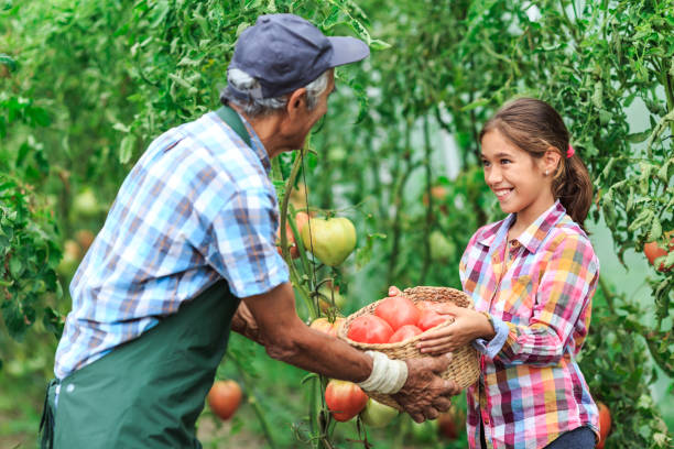 mature agriculteur et petite-fille collecte des tomates - casual granddaughter farmer expressing positivity photos et images de collection