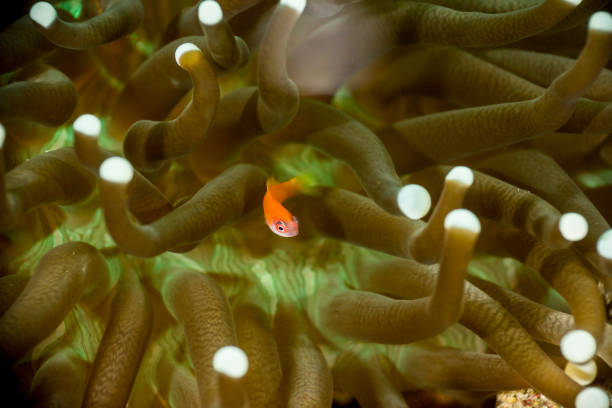 istock Juvenile fish shelters in an anemone 840085704