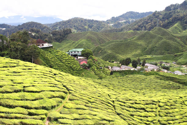 istock Cameron Highland, Malaysia 840086230