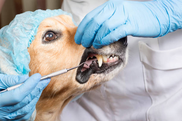 istock Dog at the dentist 840086364