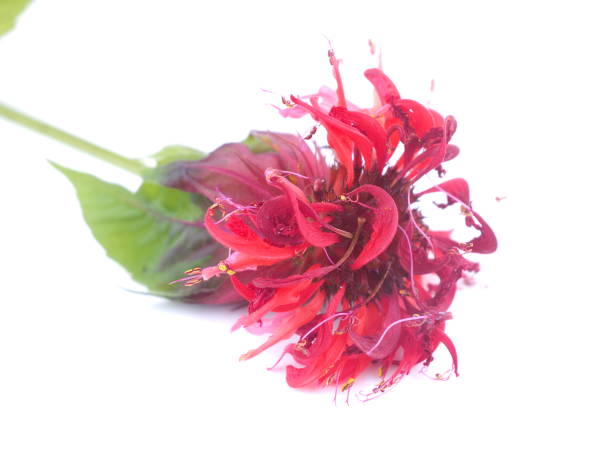 istock Bergamot flowers on white background 840089002