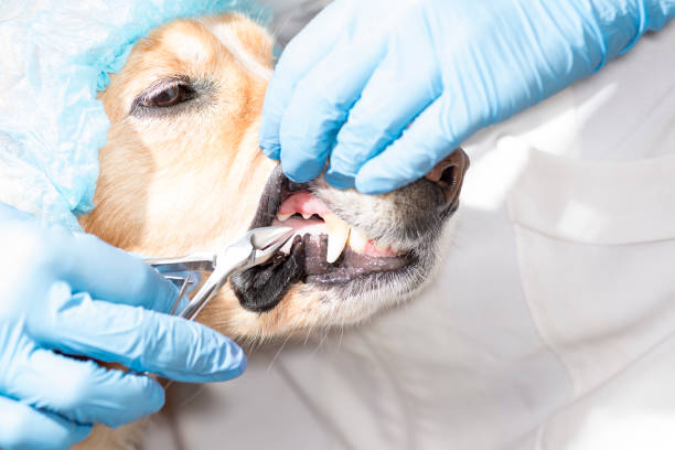 istock Dog at the dentist 840089374