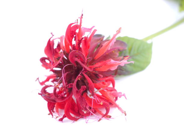 istock Bergamot flowers on white background 840089452