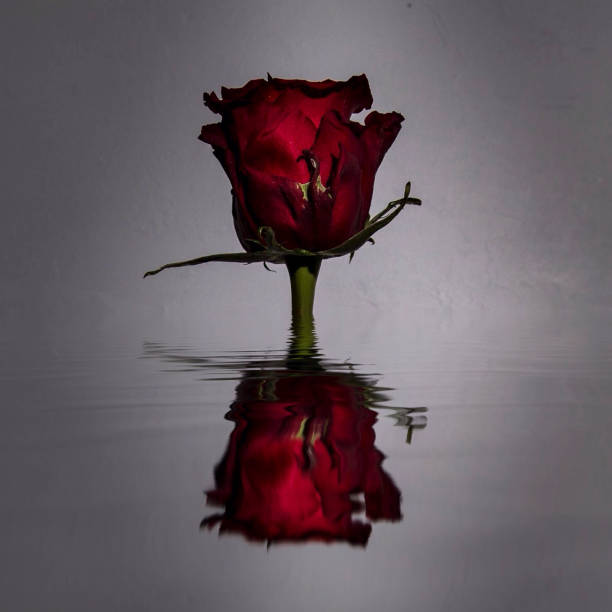 a rose head emerges from the surface