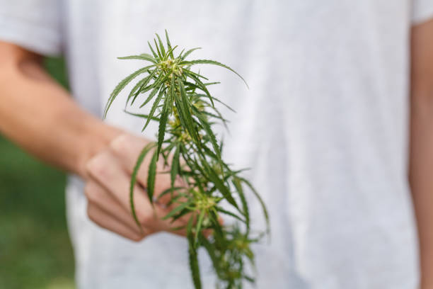 istock Green leaf of marijuana in a hand 840092234