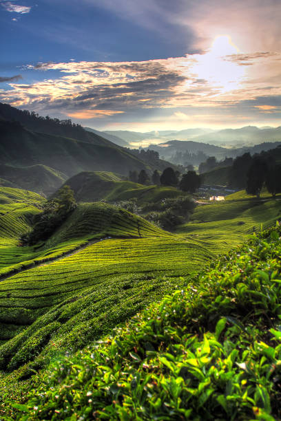 istock Cameron Highland, Malaysia 840095176