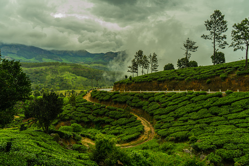 Monsoon Rain Arriving in Indian Tea Plantation