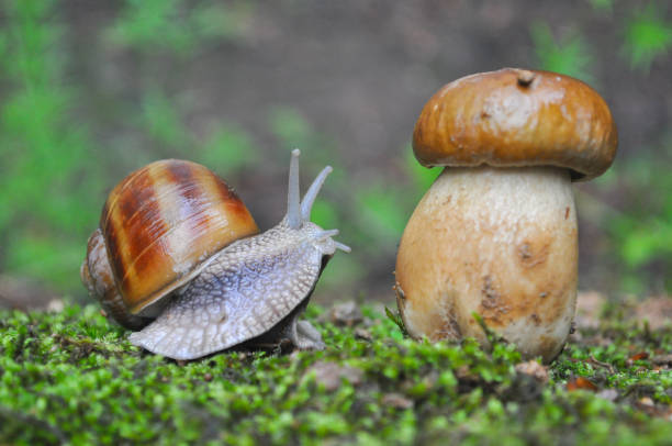 istock Big snail and cap mushroom in forest. 840099260