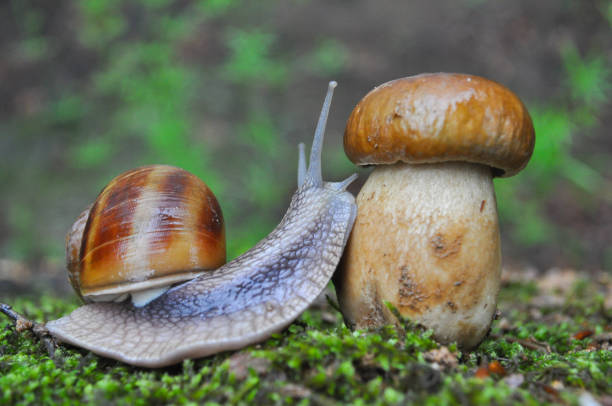 istock Big snail and cap mushroom in forest. 840099536