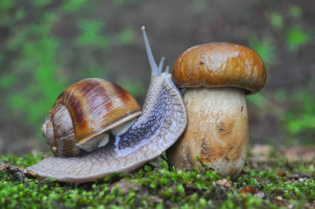 istock Big snail and cap mushroom in forest. 840101188