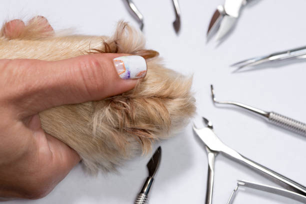 istock Pedicure to dogs 840101796