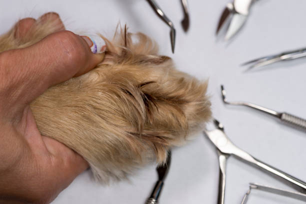 istock Pedicure to dogs 840101806